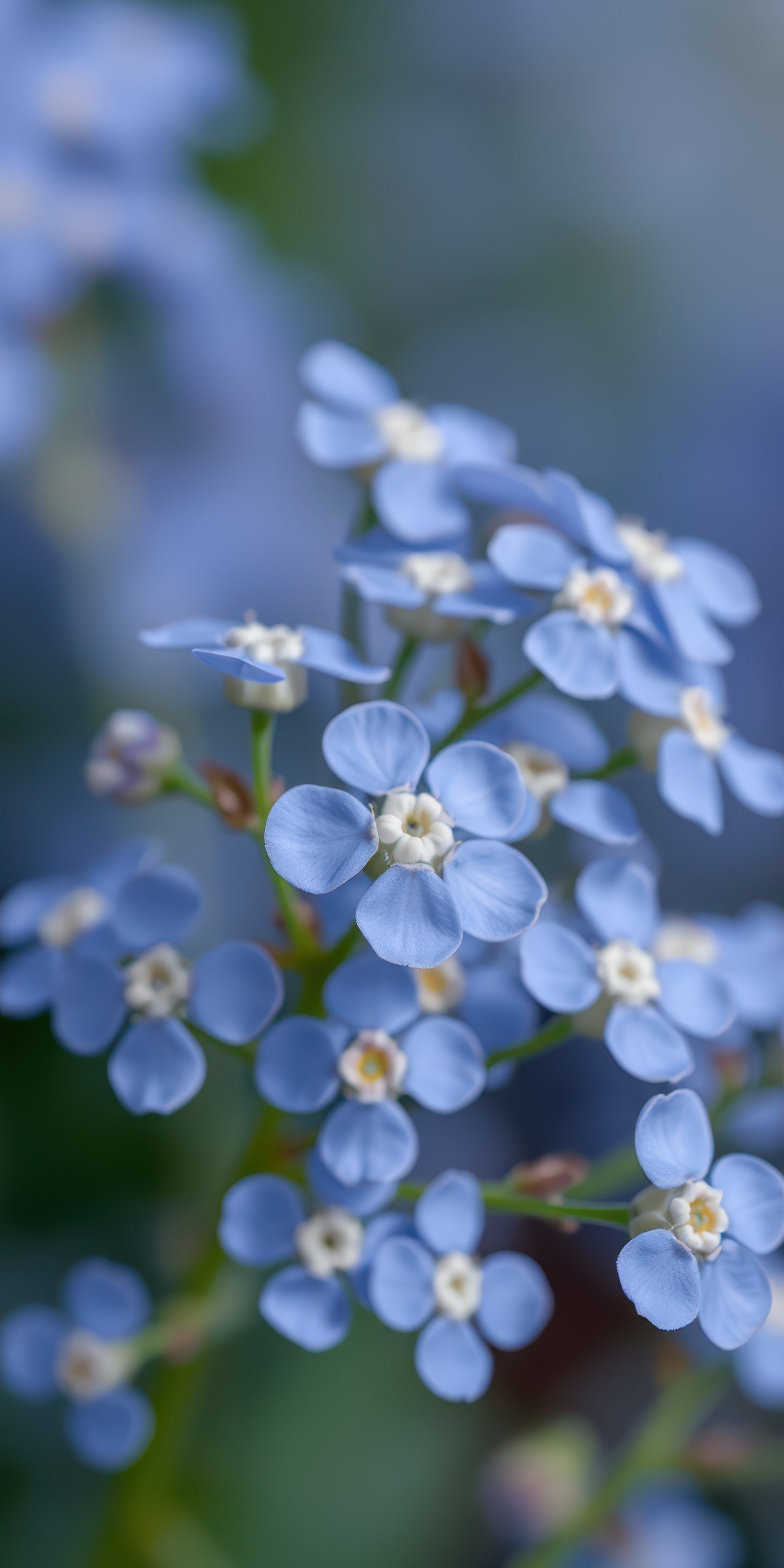 Delicate blue flowers bloom in a vibrant garden during early spring showcasing nature's beauty and tranquility